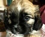 Puppy 3 Cavalier King Charles Spaniel-Yo-Chon Mix