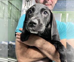Mutt Dogs for adoption in Elmsford, NY, USA