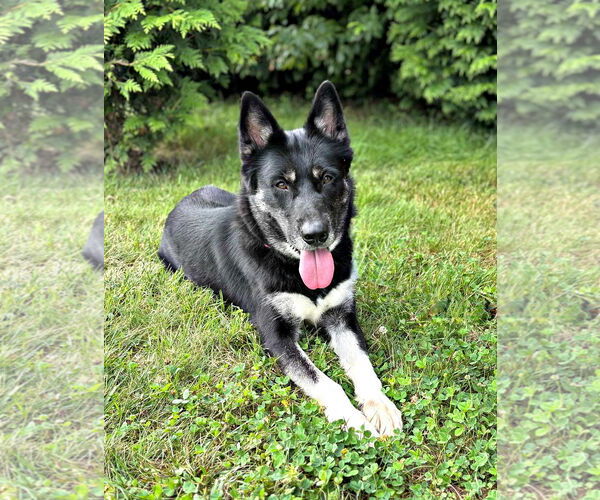 Medium Photo #2 Mutt Puppy For Sale in Spring Lake, NJ, USA