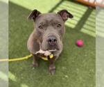 Small #1 American Pit Bull Terrier Mix