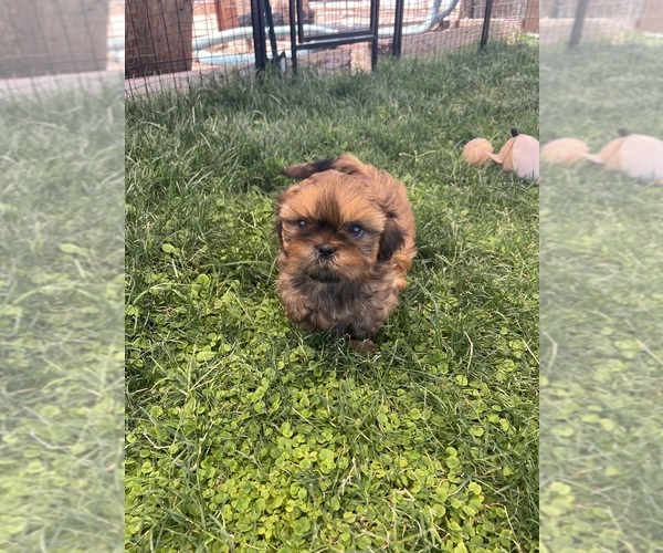 Medium Photo #1 Shih Tzu Puppy For Sale in MESA, AZ, USA