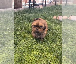 Shih Tzu Puppy for Sale in MESA, Arizona USA