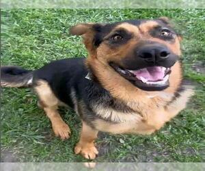 German Shepherd Dog Dogs for adoption in Riverside, CA, USA