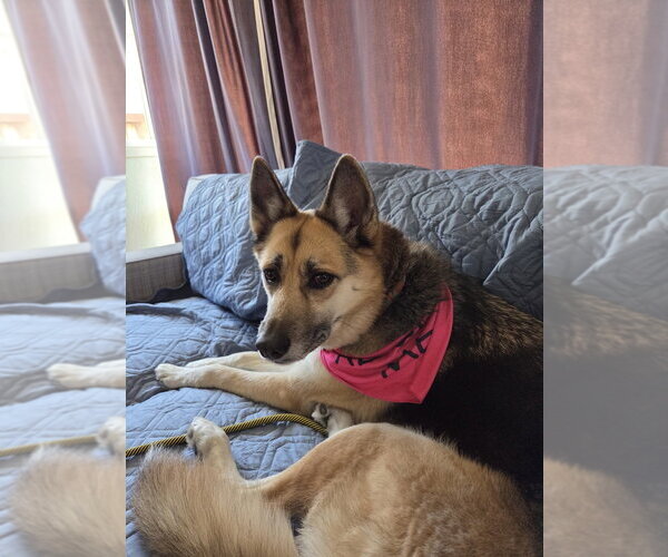 Medium Photo #4 Siberian Husky Puppy For Sale in Salinas, CA, USA