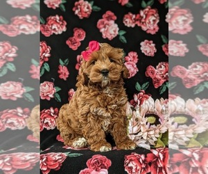 Cock-A-Poo Puppy for sale in NEW HOLLAND, PA, USA