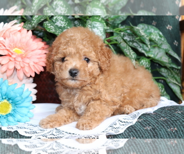 Medium Photo #3 Bichpoo Puppy For Sale in SHILOH, OH, USA
