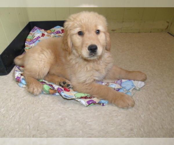 Medium Photo #1 Golden Retriever Puppy For Sale in PATERSON, NJ, USA