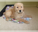 Small Photo #1 Golden Retriever Puppy For Sale in PATERSON, NJ, USA