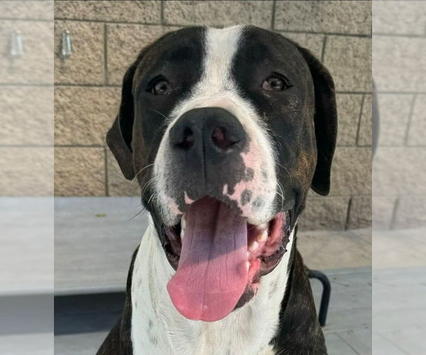Medium Photo #3 Mastiff-Unknown Mix Puppy For Sale in Lake Forest, CA, USA