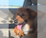 Small #2 Retriever  Mix