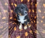 Small Photo #9 Australian Shepherd Puppy For Sale in COLORADO SPGS, CO, USA