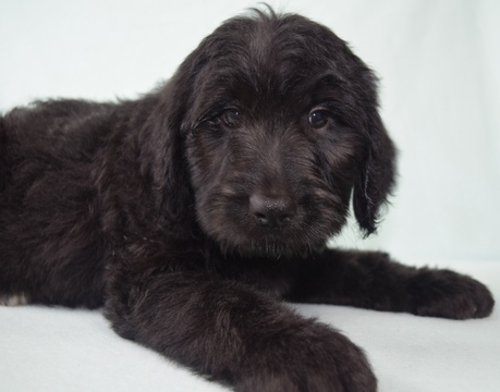 Medium Photo #1 Goldendoodle Puppy For Sale in OMAHA, NE, USA