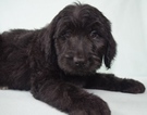 Small Photo #1 Goldendoodle Puppy For Sale in OMAHA, NE, USA