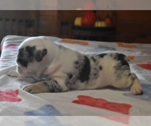 Medium Photo #5 English Bulldog Puppy For Sale in MARSHFIELD, MO, USA