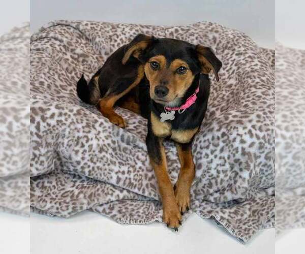 Medium Photo #2 Beagle-Colonial Cocker Spaniel Mix Puppy For Sale in Kennesaw, GA, USA