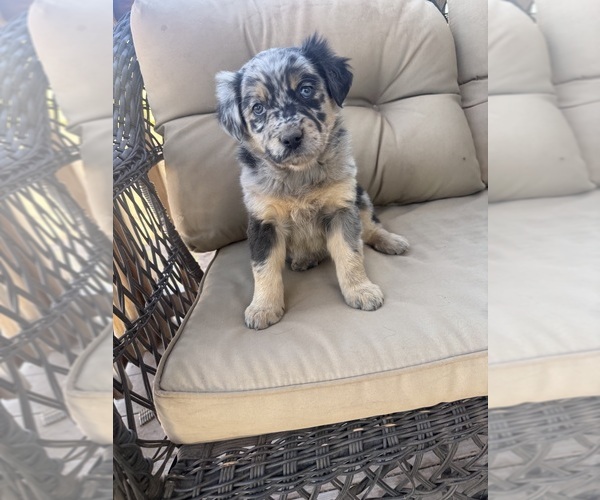 Medium Photo #11 Australian Shepherd Puppy For Sale in WILLIAMS, AZ, USA