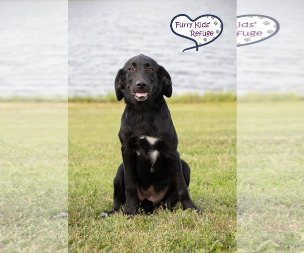 Medium Photo #2 Labrenees Puppy For Sale in Lee's Summit, MO, USA