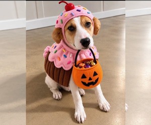 Mutt Dogs for adoption in Westwood, NJ, USA