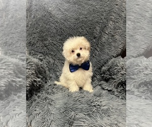 Cavapoo Puppy for sale in JEFFERSONVILLE, IN, USA