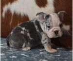Small #6 English Bulldog