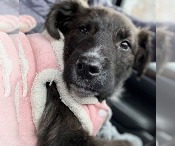 Medium Photo #2 Colonial Cocker Spaniel-Unknown Mix Puppy For Sale in Clarkston, MI, USA