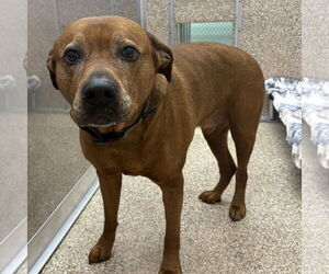 Rottweiler-American Pit Bull Terrier Dogs for adoption in Martinsburg, WV, USA