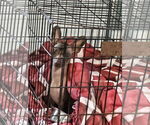 Small #2 Chihuahua Mix