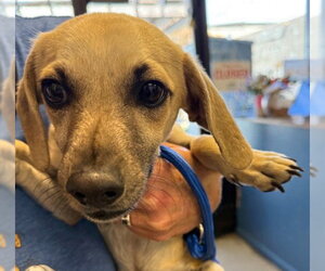 Chihuahua Dogs for adoption in Alameda, CA, USA