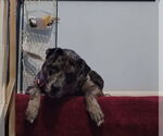Small #3 Catahoula Leopard Dog