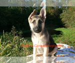 Small #2 German Shepherd Dog
