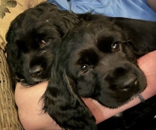 Medium Photo #5 Cocker Spaniel Puppy For Sale in BRECKENRIDGE, CO, USA
