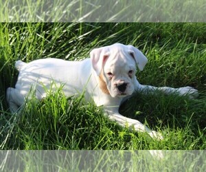 Boxer Puppy for sale in SHIPSHEWANA, IN, USA