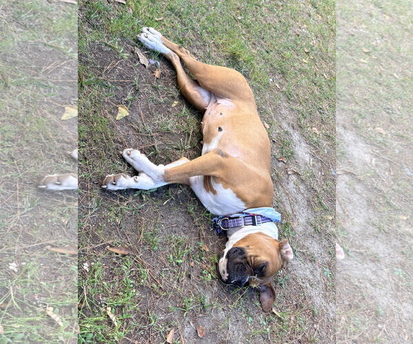 Medium Photo #2 Boxer Puppy For Sale in  Katy, TX, USA