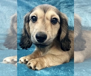 Dachshund Puppy for sale in MEMPHIS, TN, USA