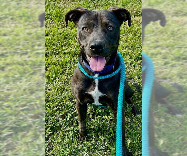 Medium Photo #2 Labrador Retriever-Unknown Mix Puppy For Sale in Sacramento, CA, USA