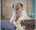 Puppy Chimera Collie