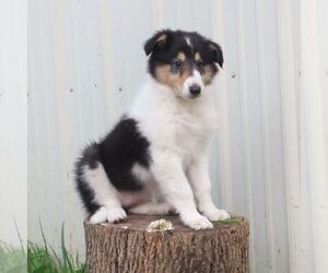 Collie Puppy for sale in FORT PLAIN, NY, USA