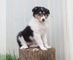 Small Collie