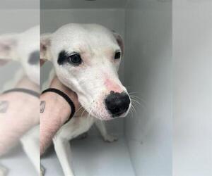 Mutt Dogs for adoption in Houston, TX, USA