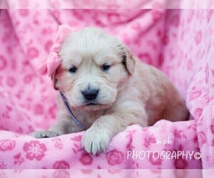 Golden Retriever Puppy for sale in LIBERTY, KY, USA
