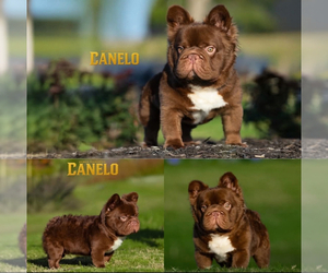 Father of the French Bulldog puppies born on 03/02/2026