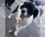 Small Cocker Spaniel Mix