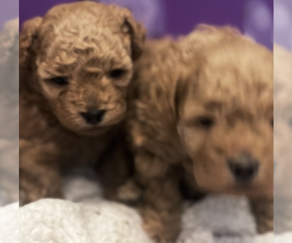 Medium Photo #2 Poodle (Toy) Puppy For Sale in KISSIMMEE, FL, USA