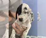 Small English Setter-German Shorthaired Pointer Mix