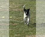 Small #12 Mutt