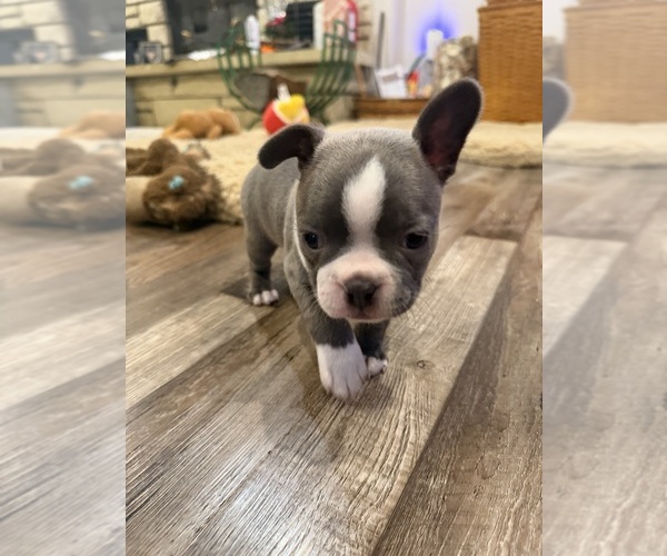Medium Photo #3 Boston Terrier Puppy For Sale in FREDONIA, KS, USA