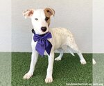 Small #1 American Staffordshire Terrier Mix