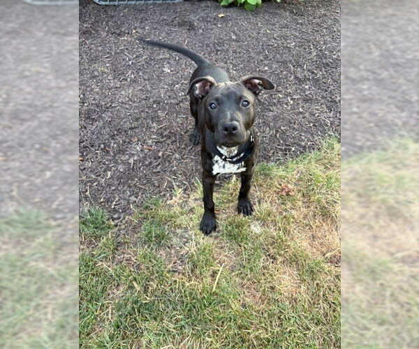 Medium Photo #2 American Pit Bull Terrier-Unknown Mix Puppy For Sale in Fort Wayne, IN, USA