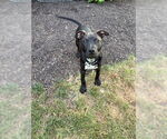 Small #1 American Pit Bull Terrier Mix