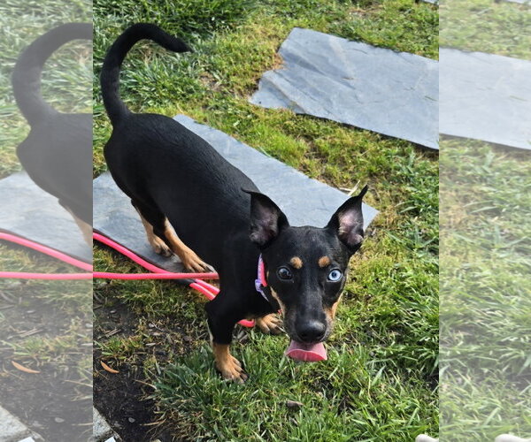Medium Photo #1 Chihuahua-Unknown Mix Puppy For Sale in Virginia Beach, VA, USA